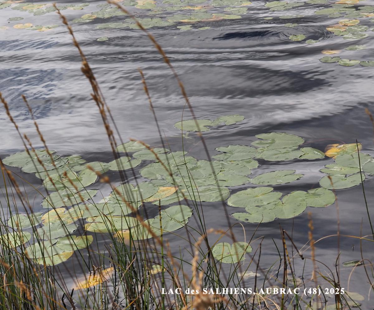 Water-lily, Least leaf